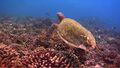 Cousteau and Body Glove