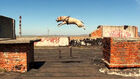 THE PARKOUR DOG