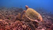 Cousteau and Body Glove