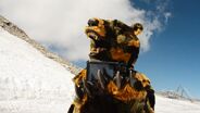Camo Bear on the Slopes
