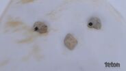 Terje Haakonsen's Polar Handplants - Jeremy Jones' Further Unplugged Episode 8