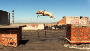 THE PARKOUR DOG